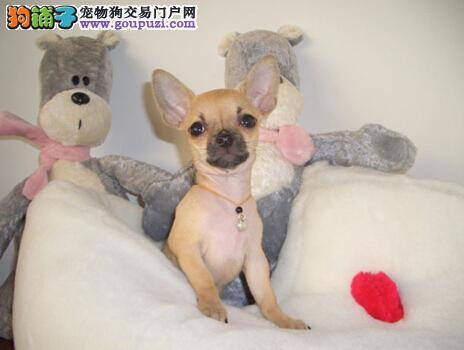 吉娃娃的不良习惯多 主人纠正和制止方法要对