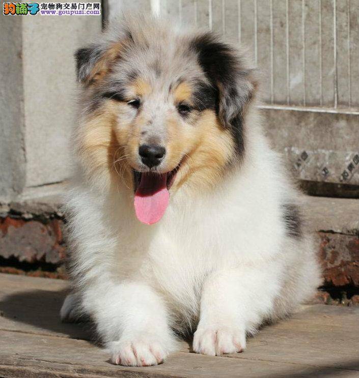 苏格兰牧羊犬严重拉稀还有粘膜状的东西是怎么了