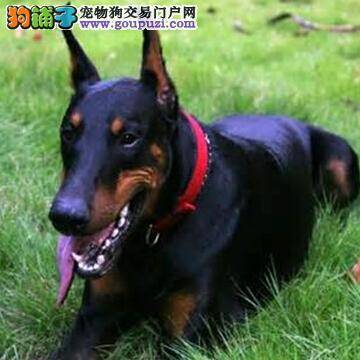 美容方法与注意事项大全 分享护理杜宾犬的基本方法