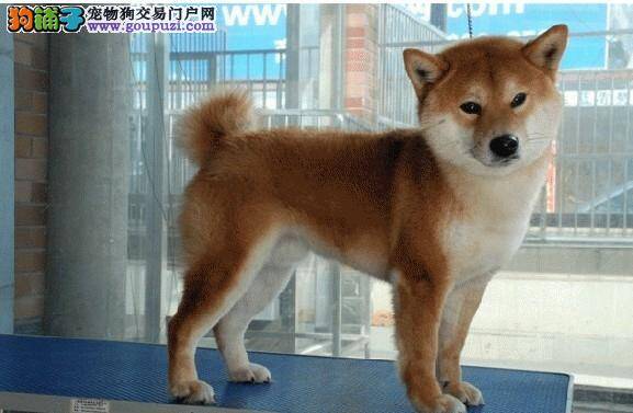 柴犬便便干燥，有什么方法可以缓解一下