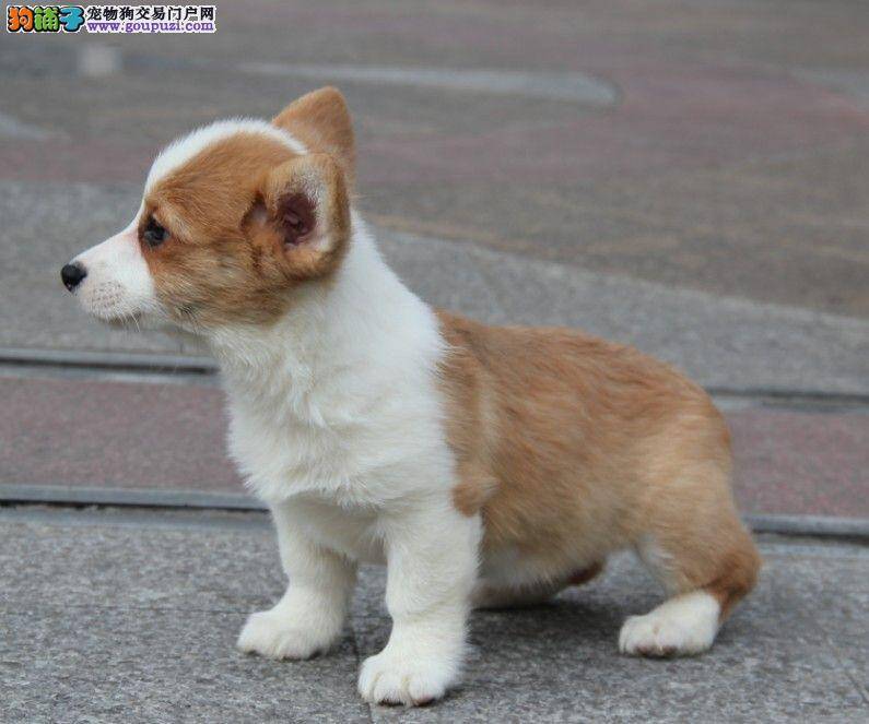 有人知道给柯基犬挤肛门腺的方法吗