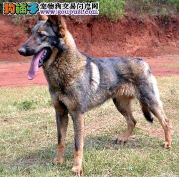 随行左右好习惯 昆明犬的随行训练如何进行