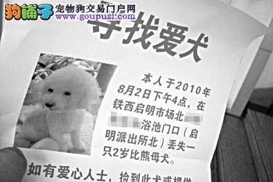 比熊特懂事会迎来送往 主人重金寻犬