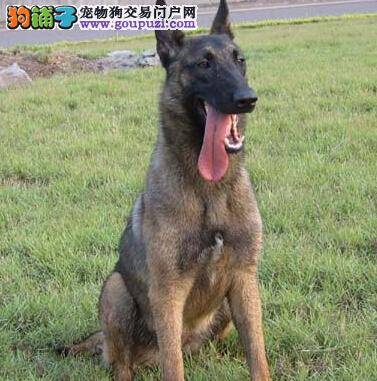 预防马犬患上犬瘟病的四大措施