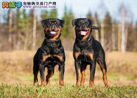 购买优秀罗威纳犬的全新挑选方法