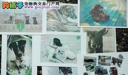 屏东大学学生出版狗狗题材的明信片为校狗募捐