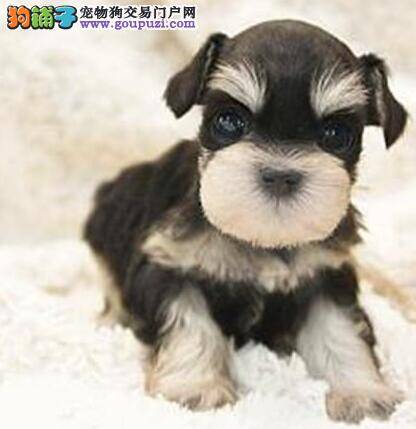 纯种雪纳瑞选购要点和对幼犬的检查过程