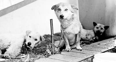 两男子盗300多条家犬牟利