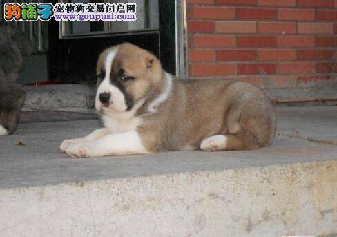 保证良好发育 如何让中亚牧羊犬不挑食厌食