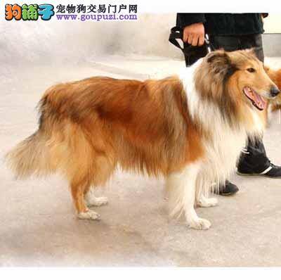 五十多天的苏格兰牧羊犬吃什么狗粮好