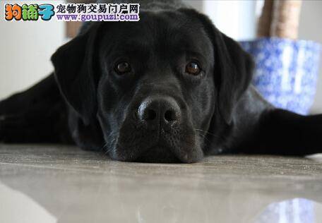 喂食酸奶不随便 拉布拉多犬喝酸奶是否会影响健康