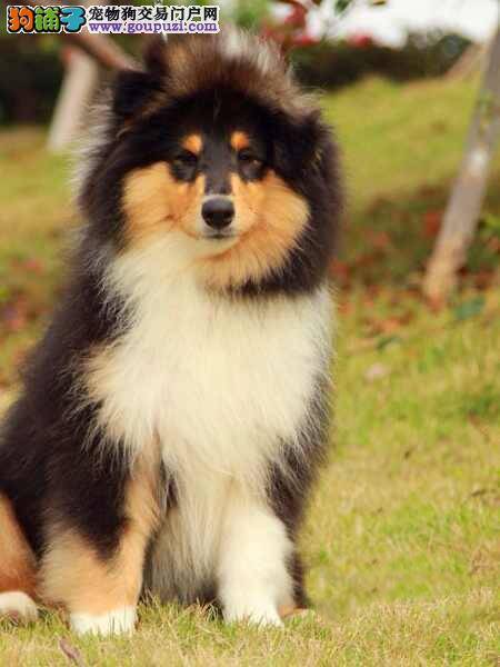 罗威纳犬的眼睛长虫子了应如何医治好它