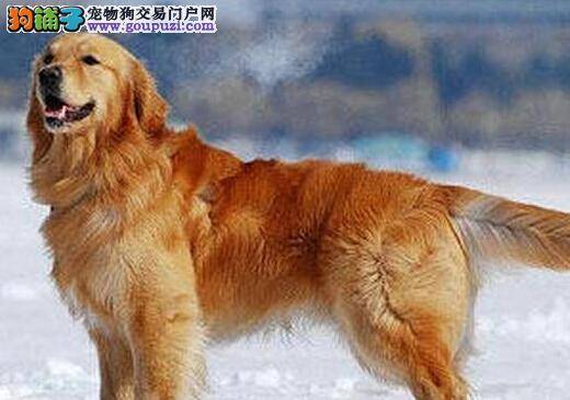 犬粮配制秘方 喂养金毛犬的诸多事项