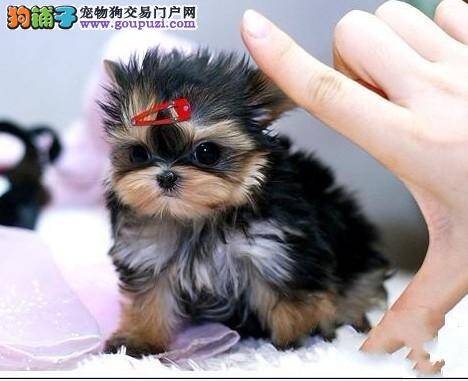 约克夏最近严重的掉毛，有什么方法缓解呢