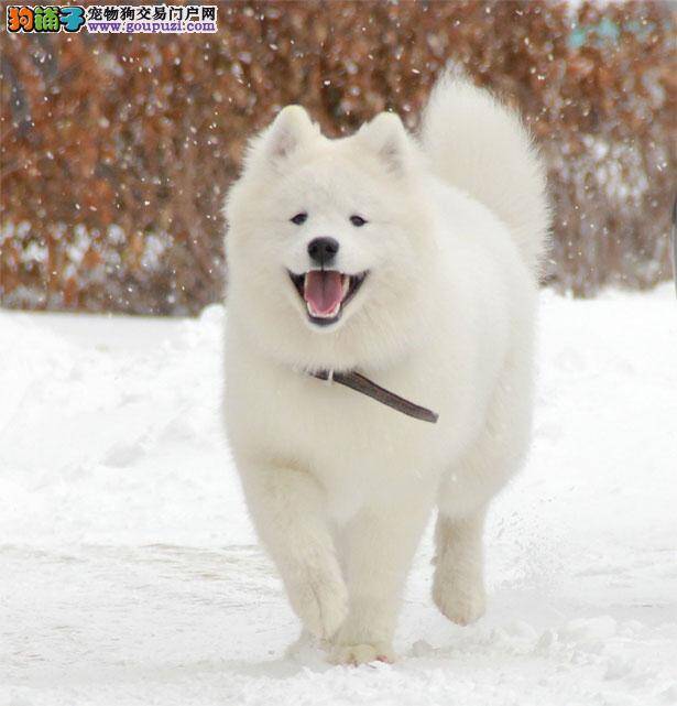 【银狐犬价格】纯种银狐犬多少钱一只（全国报价）