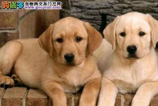 拉布拉多犬最近特别爱睡觉 正常吗