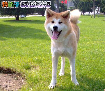 精神力量大 饲养秋田犬须知它的精神需求是什么