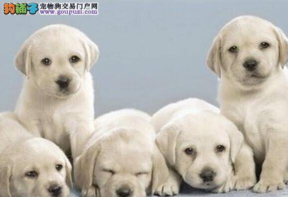 饲养小常识 如何避免拉布拉多犬生病