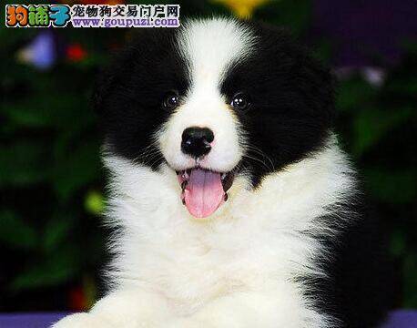 边境牧羊犬大腿上掉毛，发白是皮肤病吗