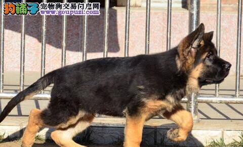 德国牧羊犬患上肺炎，咳嗽的很厉害吃什么药