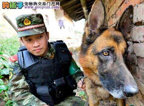 参训警犬丛林追捕“毒贩”训练在广州精彩上演