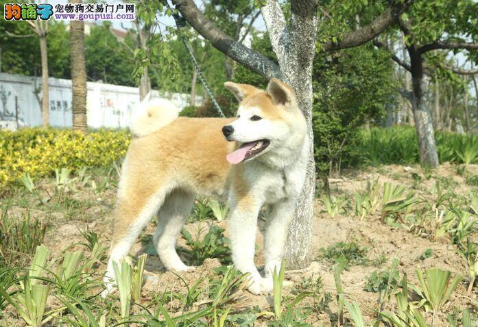 告诉你为什么不能挑选粘人的秋田犬