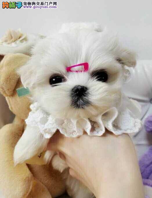 马尔济斯犬咳嗽吃什么药好得快