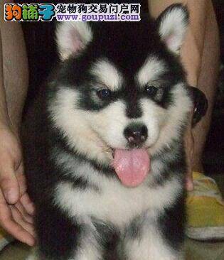 阿拉斯加犬最近不知道为什么总是抽搐