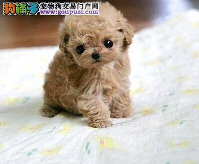 让泰迪犬的毛发变得更加靓丽的两种方法