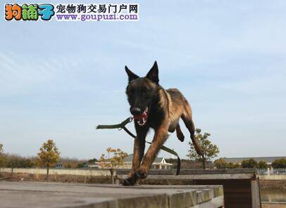 英勇警犬五一即将持证上岗 与民警共同巡逻展现风采