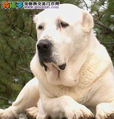 新宠主与中亚牧羊犬相处之道