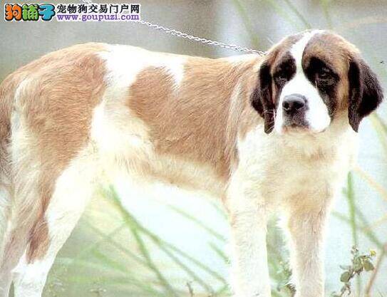 告诉大家挑选圣伯纳犬的真正原因是什么