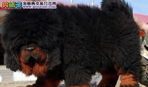 藏獒狗瘟治疗一周多没有任何症状是不是好了