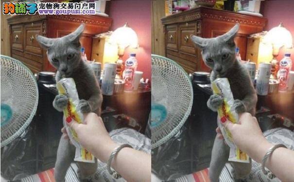 猫星人开飞机吹萨克斯风 吃个化毛膏有必要这样吗