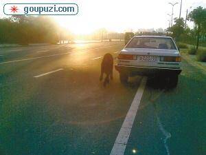 温州一公安局刑侦支队副队长开警车遛狗被免职