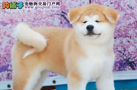 秋田犬最近身体很痒，掉毛怎么办