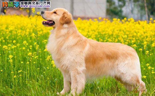 金毛犬为什么会尿频 金毛尿频的原因