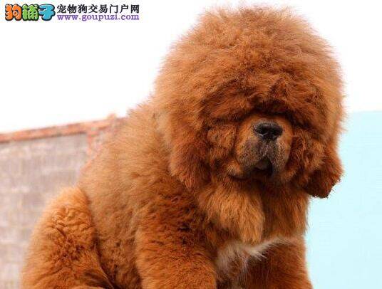 总结藏獒最容易患上的疾病类型