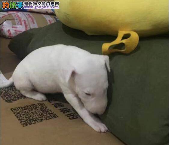 牛头梗呼吸急促是怎么回事呢