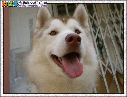 哈士奇最近没精神，高烧不退怎么办