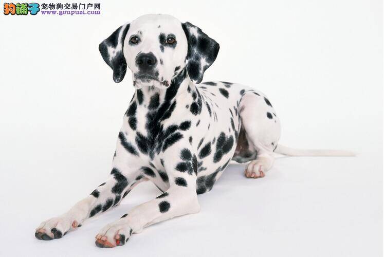 斑点狗换毛季到了 三招解决毛害问题
