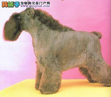 选购九个要点 教你怎样选择雪纳瑞幼犬