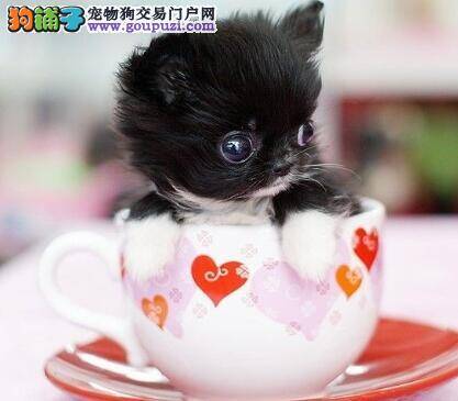 如何购买观赏犬 挑选优秀茶杯犬有哪些方法