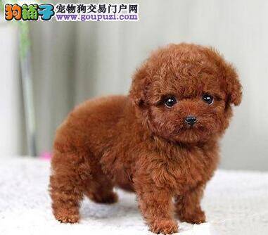 贵宾犬屁股有点红肿是什么毛病