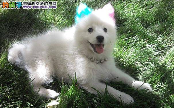 银狐犬洗澡的正确方式与注意事项