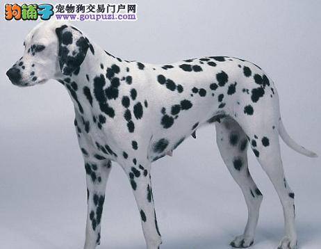 斑点狗突然拉绿色的便便有没有事