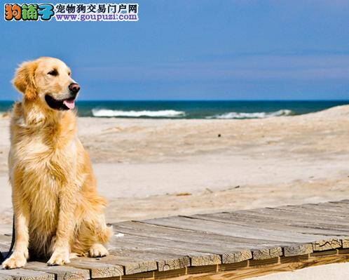 如何区分金毛犬与拉布拉多犬才能不混淆