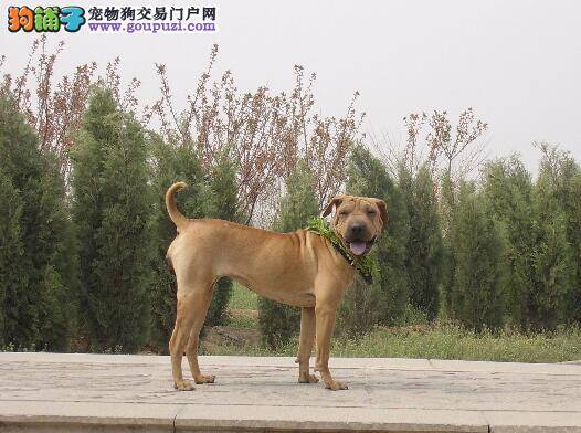 讲讲饲养比特犬主人最起码应该做好的几个方面