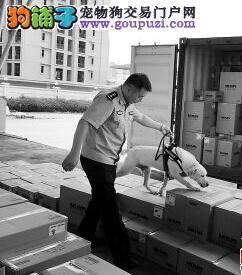 惠州进出境车检场引进缉毒犬协助查毒工作