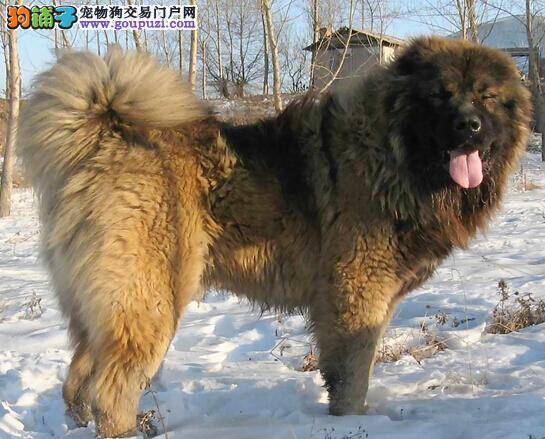 详细说明高加索犬易患皮肤病的种类及表现